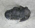 Bargain Gerastos Trilobite Fossil - Foum Zguid #22545-1
